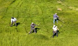 Tırpanla ot biçme geleneğini imece usulü yaşatıyorlar