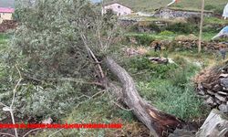 Ardahan'da şiddetli fırtına ağaçları kökünden söktü