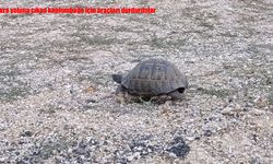Kara yoluna çıkan kaplumbağa için araçları durdurdular