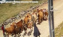 Ağrı'da çalınan 22 büyükbaş hayvandan 15'i bulundu