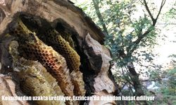 Kovanlardan uzakta üretiliyor, Erzincan’da doğadan hasat ediliyor