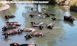 Erzincan’da Manda Yetiştiricileri Birliği kuruluyor