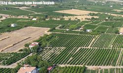 Elazığ'da erkenci üzüm hasadı başladı