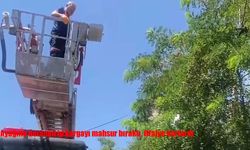 Ayağına dolanan ip kargayı mahsur bıraktı, itfaiye kurtardı