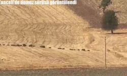 Tunceli’de domuz sürüsü görüntülendi