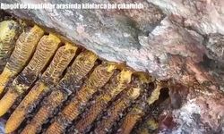 Bingöl'de kayalıklar arasında kilolarca bal çıkartıldı