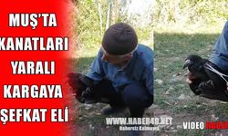 Muş’ta örnek davranış: Yaralı kargayı tedavi etti
