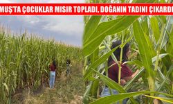 Muş’ta koruma altındaki çocuklar mısır topladı
