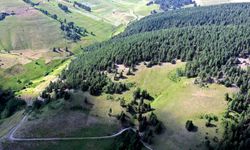 Sarıkamış'ta yaban hayvanlarının kokularını bıraktığı ağaçlar kayıt altına alınıyor