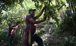 "Doğu'nun Karadeniz'i" Hizan'da fındık hasadı başladı