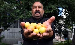 Kars'ta yağış ve sıcak hava meyve verimini artırdı