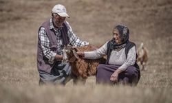 Yarım asırlık evli çift, Erzurum'un dağlarında emeği ve hayatı paylaşıyor