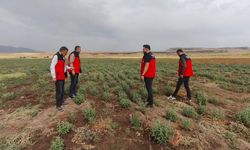 Patnos'ta Ada Çayı heyecanı: İlk hasat için geri sayım başladı