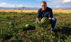 Ağrı’da kavun ve karpuz hasadı başladı