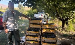 Erzincan’da 200 yıllık bağlarda Cimin Üzümü hasadı başladı