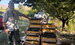 Cimin Üzümü hasadı başladı