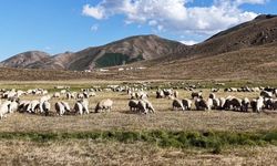Tunceli’de 150 bin liralık çoban maaşı bile sorunu çözmedi