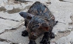 Ağrı’da zifte saplanan yavru kedi kurtarıldı