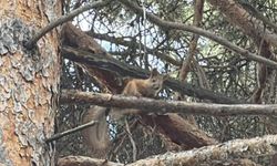 Kars’ta çam ağacının dalında kızıl sincap görüntülendi