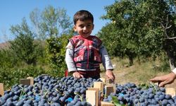 Erzincan’ın siyah incisi Cimin üzümünde hasat zamanı
