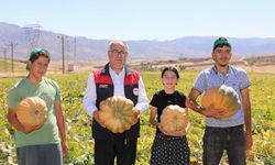 Elazığ’da kabak hasadı başladı: 4 bin tonun üzerinde rekolte bekleniyor