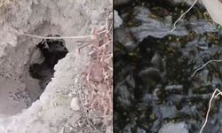 Bal Porsuğunun Saldırısı Eşek Arısı Yuvasını Ortaya Çıkardı