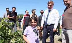 Cimin üzümünde 5 bin ton rekolte bekleniyor