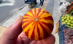 Elazığ’da kokulu süs kavunu tezgahlarda