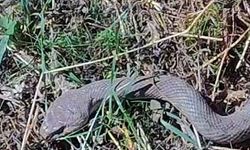 Hakkari'de 1,5 metrelik kocabaş yılanı görüntülendi