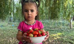 Doğu'da alternatif tarım: Patnos'ta 5 dönümlük tarlada çilek hasadı