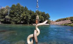 Munzur Nehri’nde oltaya balık yerine su yılanı takıldı