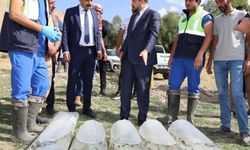 Bitlis’te göl ve göletlere 1 milyon 397 bin 500 yavru sazan bırakıldı