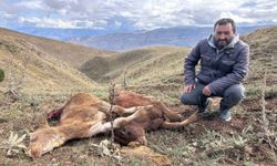Erzincan’da ayı saldırısında 2 buzağı telef oldu