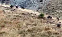 Hasada günler kala domuz sürüleri elma bahçelerini talan etti
