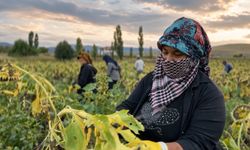 Çayırlı’da çerezlik ayçiçeğinde hasat başladı