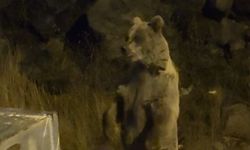 Kars’ta boz ayılar yerleşim alanına indi