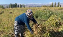 Erzincan’da kuru fasulyenin hasadına başlandı