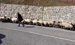 Erzurum’da göçerlerin zorlu "Kışa dönüş" mesaisi başladı