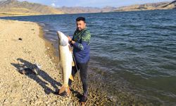 Keban Baraj Gölü’nde 30 kiloluk dev turna balığı