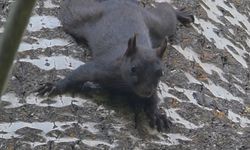 Tunceli'de nadir görülen kara sincap görüntülendi