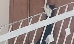 Elazığ’da bir kedi, evin kapısını açarak içeri girdi