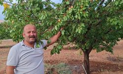 Malatya'da hasattan aylar sonra dalında kayısı bulunan ağaçlar şaşırtıyor