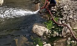 Çamur içinde kıvranan balıklar için tanker tanker su taşındı