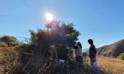 Erzincan’da kuşburnu mesaisi başladı