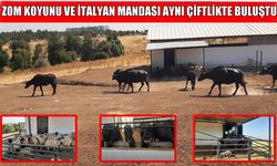 Dicle Üniversitesi’nden İtalyan mandası ve Zom koyunu hamlesi