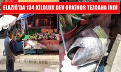 Dev orkinos Elazığ’da tezgahı doldurdu