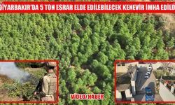 Lice ve Kulp'ta havadan ve karadan baskın: 217 bin kök kenevir tarla tarla iptal edildi!