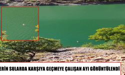 Çemişgezek’te ayının baraj gölündeki yüzüşü görüntülendi
