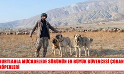 Yaylada sürülerin güvenliği çoban köpeklerine emanet
