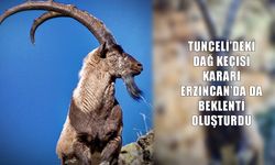 Dağ keçileri için Tunceli kararı sonrası Erzincan’da beklenti